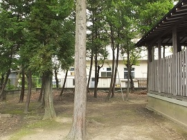 写真画像：神社の木々