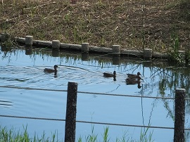 写真画像：公園の池を泳ぐカモ