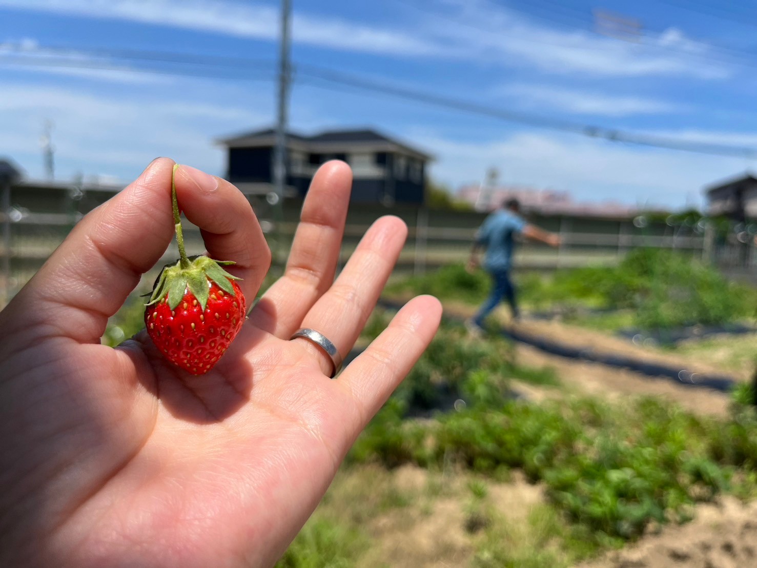 写真画像：収穫したいちご